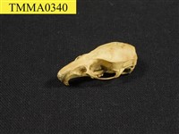 藏品(亞洲家鼠頭骨)的圖片